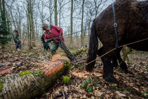 An einer Eisenkette ziehen die beiden Rückepferde die dicken Baumstämme durch das Waldstück am Schloss Freudenberg. Foto: Andrea