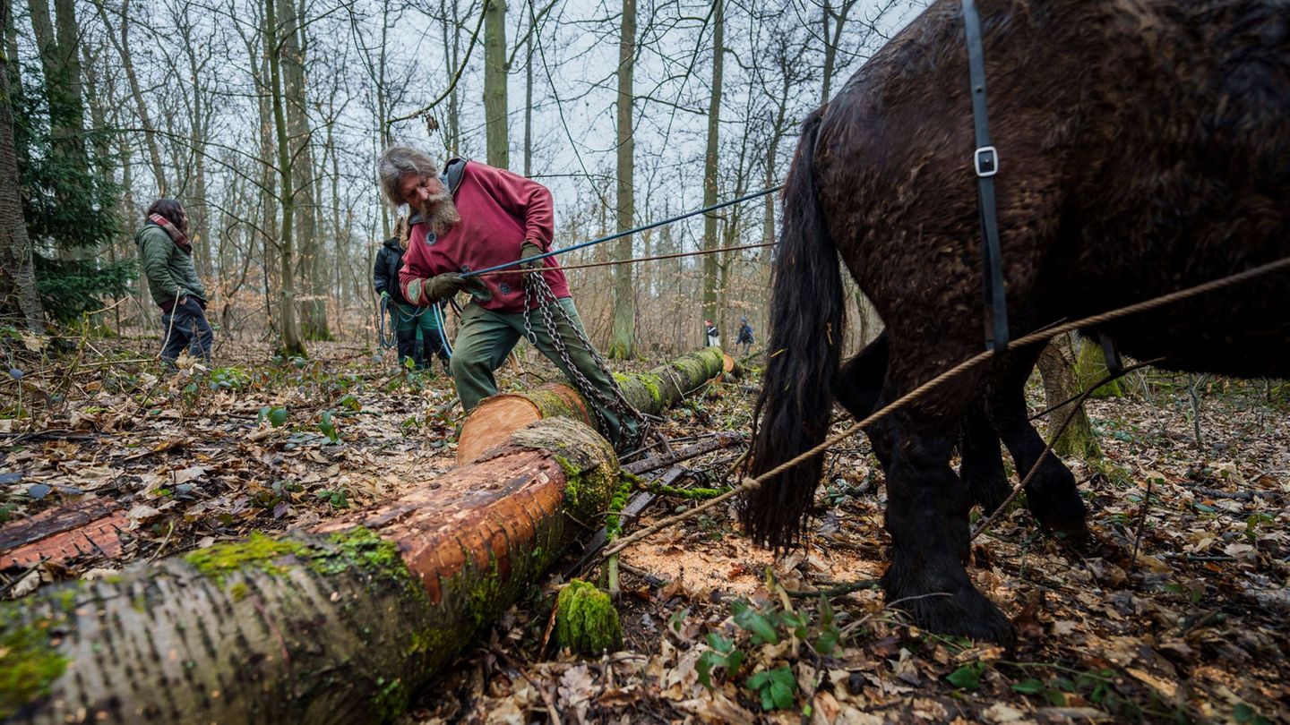 An einer Eisenkette ziehen die beiden Rückepferde die dicken Baumstämme durch das Waldstück am Schloss Freudenberg. Foto: Andrea