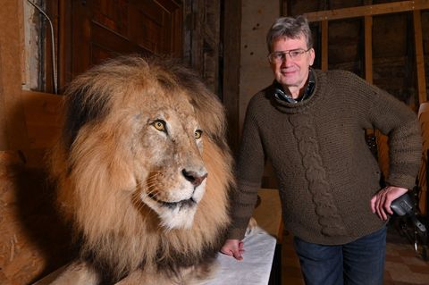 Das letzte Präparat von Mildner wird künftig im Katzenraum von "Tiere im Turm" auf Schloss Friedenstein dauerhaft seinen Platz f