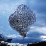 Gosforth, England. Wenn Vögel ganz dicht zusammenfliegen, nennt man das eine Murmuration. Hier zu sehen bei einem Schwarm von Staren, die sich besonders häufig so gruppieren, wie eine einzige bewegte Form. Die entsteht dabei aber nicht, weil „einer vorgibt, was zu tun ist“, sondern durch Schwarmintelligenz: Jeder Vogel reagiert nur auf einige Nachbarn (Abstand halten, Richtung angleichen, zur Mitte tendieren), und daraus entsteht das komplexe Muster.