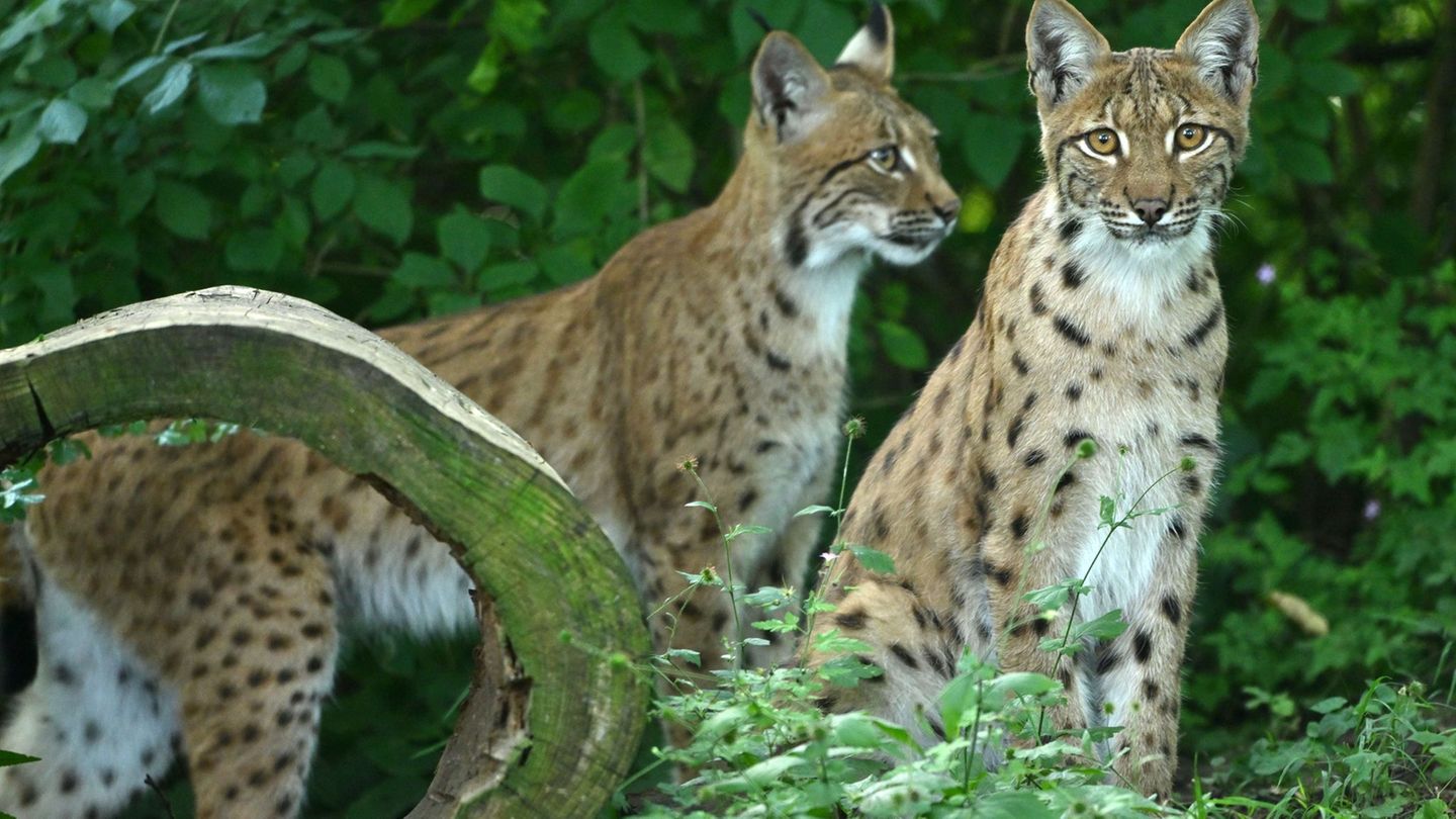 In der freien Wildbahn erreicht die Ranzzeit bei den Luchsen ihren Höhepunkt. (Symbolbild) Foto: Martin Schutt/dpa