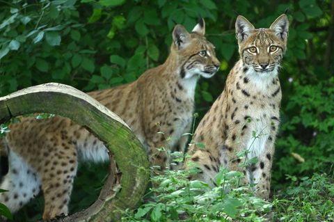 In der freien Wildbahn erreicht die Ranzzeit bei den Luchsen ihren Höhepunkt. (Symbolbild) Foto: Martin Schutt/dpa