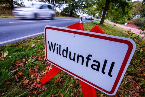 In der Nähe von Wackerow im Kreis Vorpommern-Greifswald ist es zu einem Wildunfall gekommen. (Symbolbild) Foto: Jens Büttner/dpa