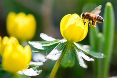 Das warme und sonnige Wetter löst Frühlingsgefühle aus. Foto: Julian Stratenschulte/dpa