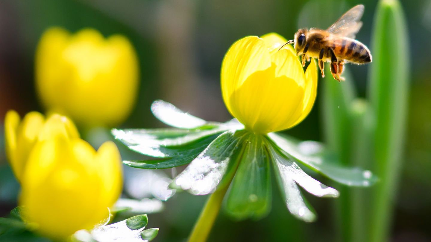 Wetter: Ein Mal Sonne tanken – bis zu 23 Grad in Deutschland