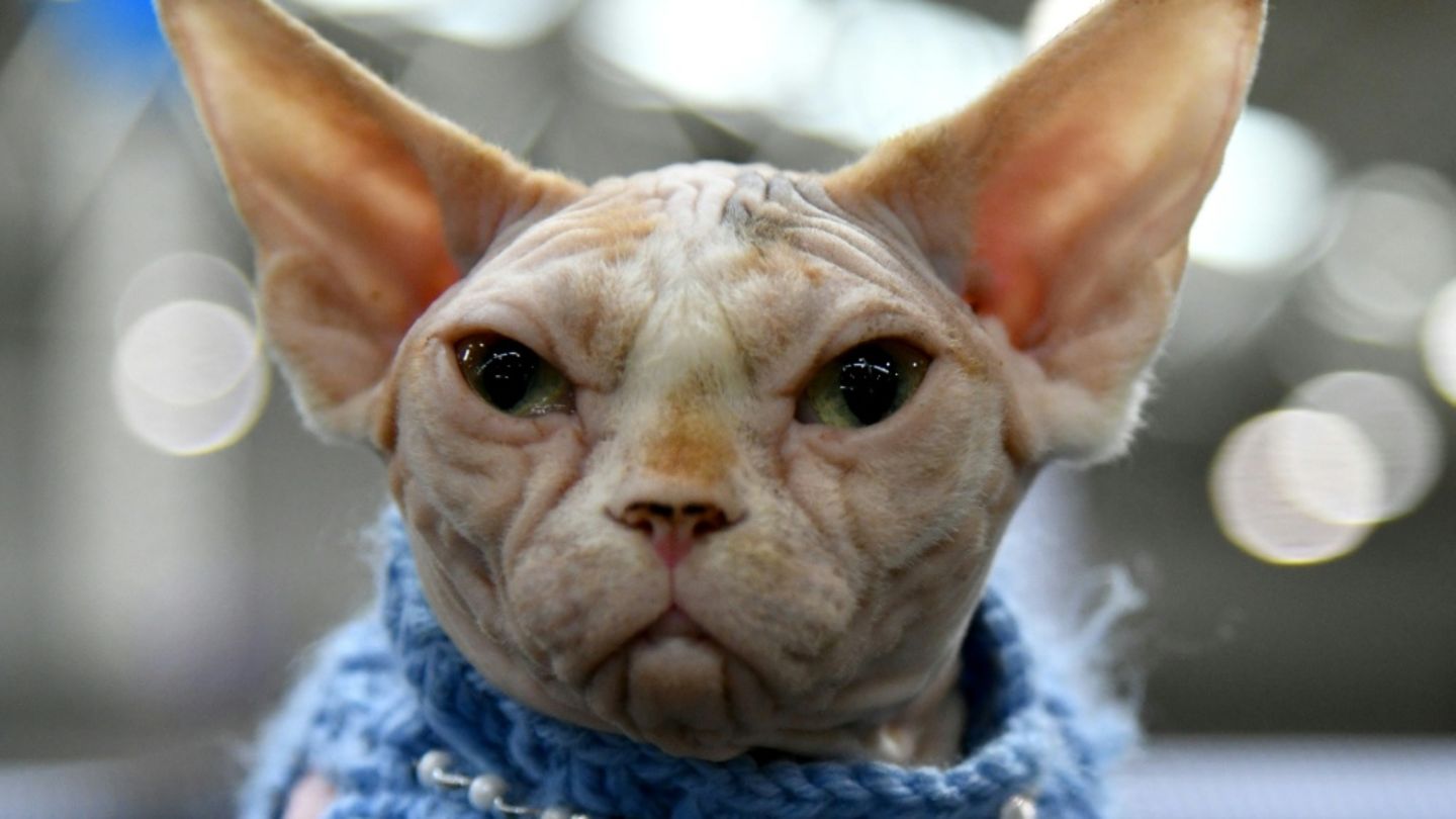 Canadian Sphynx