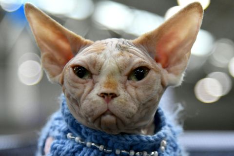 Canadian Sphynx