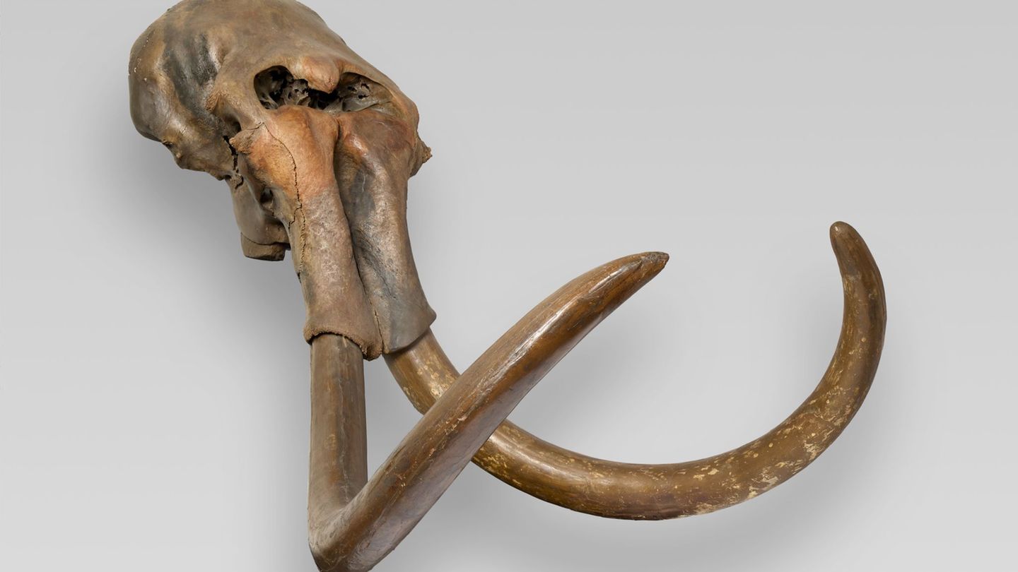 Ein Mammut-Bulle aus Haltern am See: NRW zeigt in einer aufwendigen Landesausstellung Stücke aus der Vorzeit (Handout-Foto) Foto