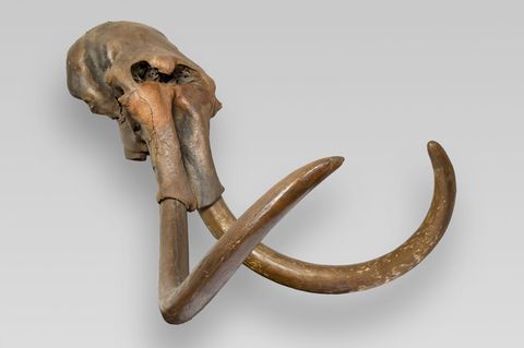 Ein Mammut-Bulle aus Haltern am See: NRW zeigt in einer aufwendigen Landesausstellung Stücke aus der Vorzeit (Handout-Foto) Foto