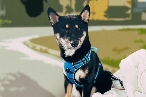 Montage: Ein Shiba-Inu Hund sitzt am Wegesrand einer Raststätte.