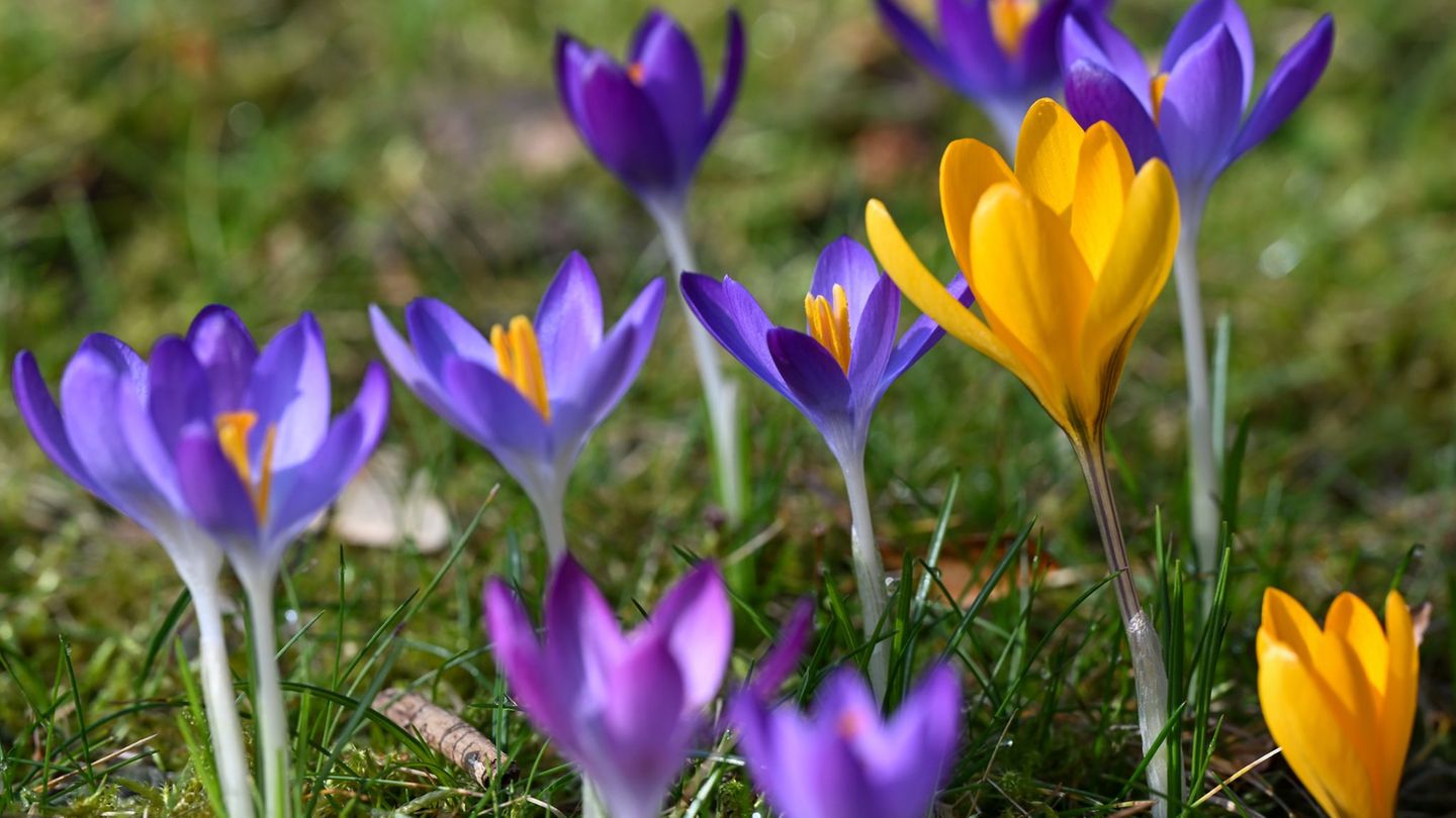 Milder Winter und frühlingshaftes Finale (Symbolbild). Foto: Florian Wiegand/dpa