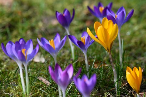Milder Winter und frühlingshaftes Finale (Symbolbild). Foto: Florian Wiegand/dpa