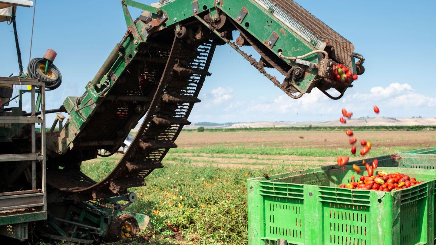 2025 war ein Rekordjahr für den Gemüseanbau in Deutschland.