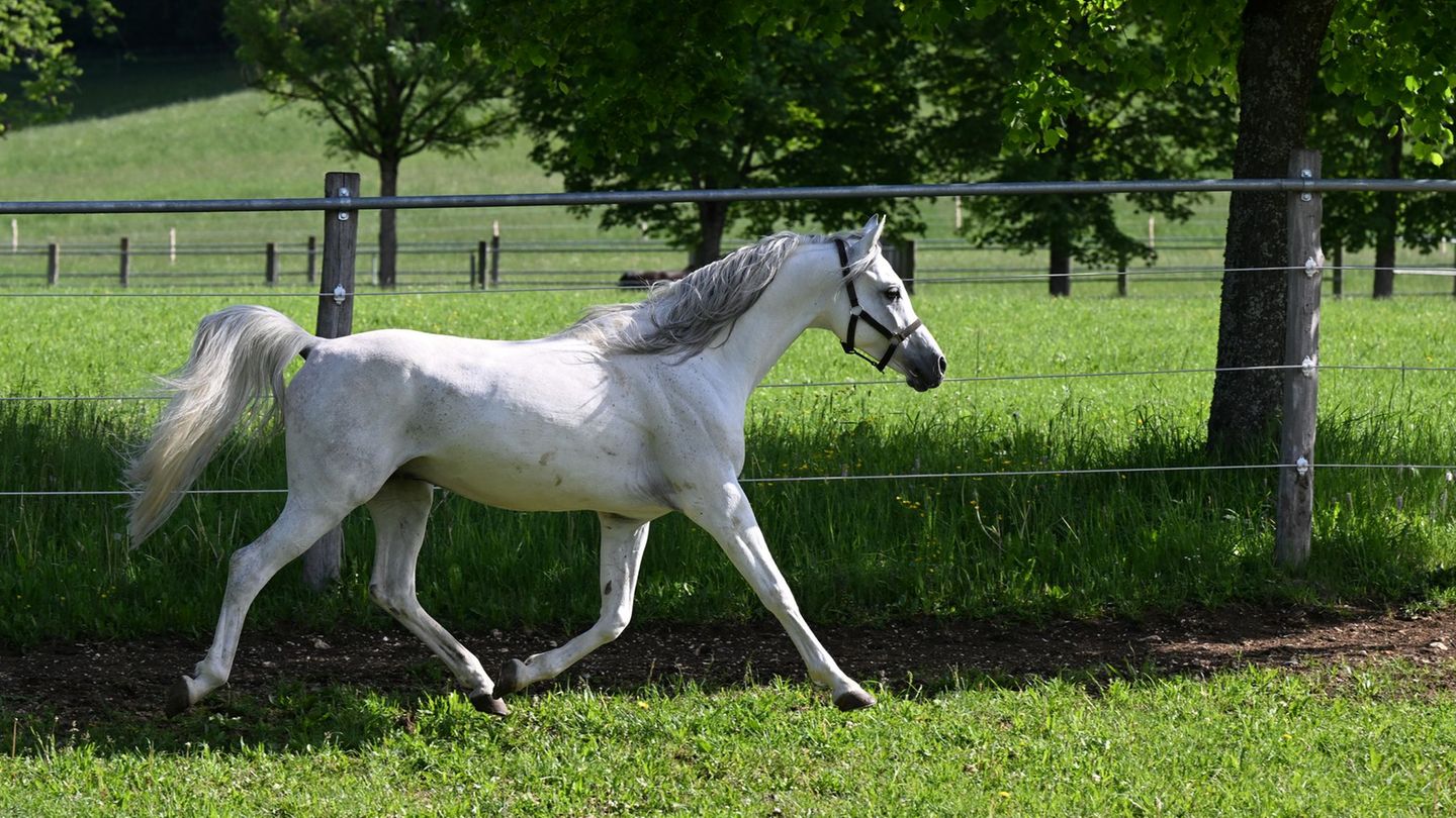 Ein Pferd ging in Radebeul unvermittelt durch. (Symbolbild) Foto: Bernd Weißbrod/dpa