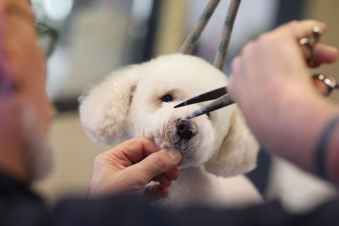 Styling für den Vierbeiner: Hundefriseur Michael Kleine schneidet dem kleinen Zwergpudel Jordy das Fell. Foto: Matthias Bein/dpa