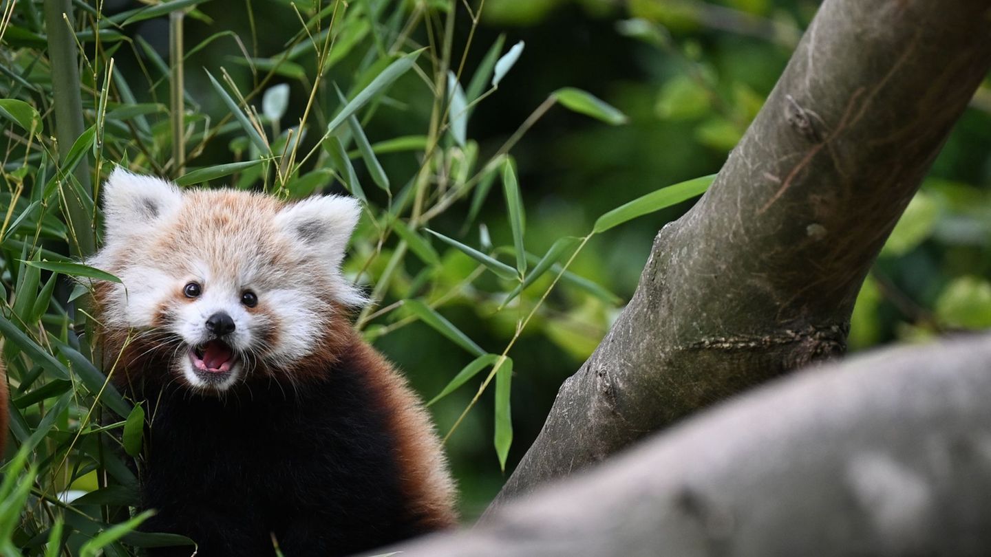 Rote Pandas hätten es aktuell gerne etwas kühler. (Archivbild) Foto: Michael Brandt/dpa