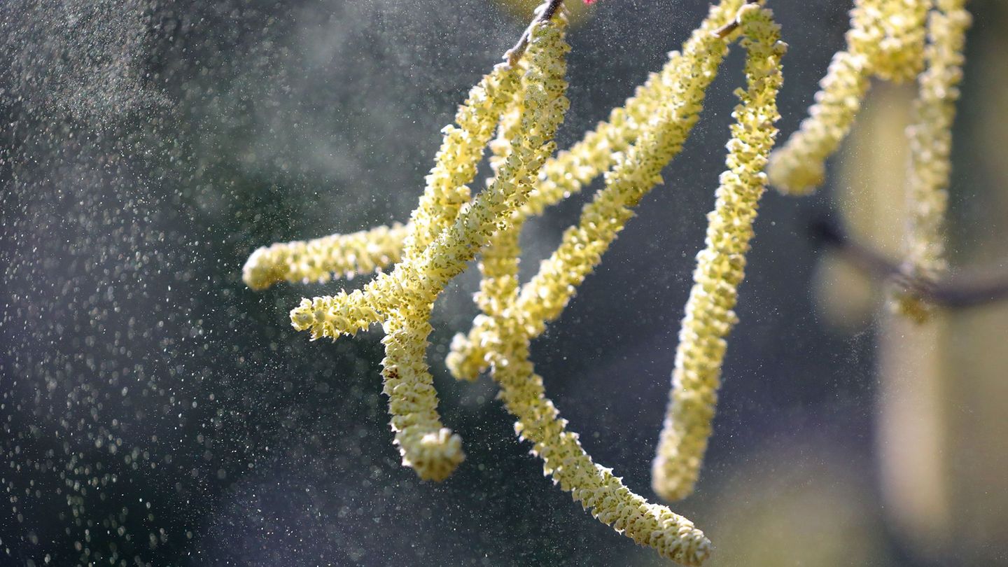 Allergie: Späterer Start, lange Saison: Was Allergikern jetzt droht