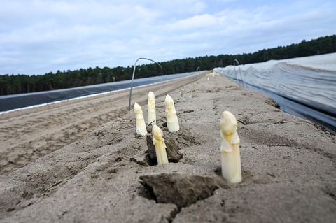 Ende März soll die Erntezeit für Beelitzer Spargel beginnen. (Archivbild) Foto: Jens Kalaene/dpa