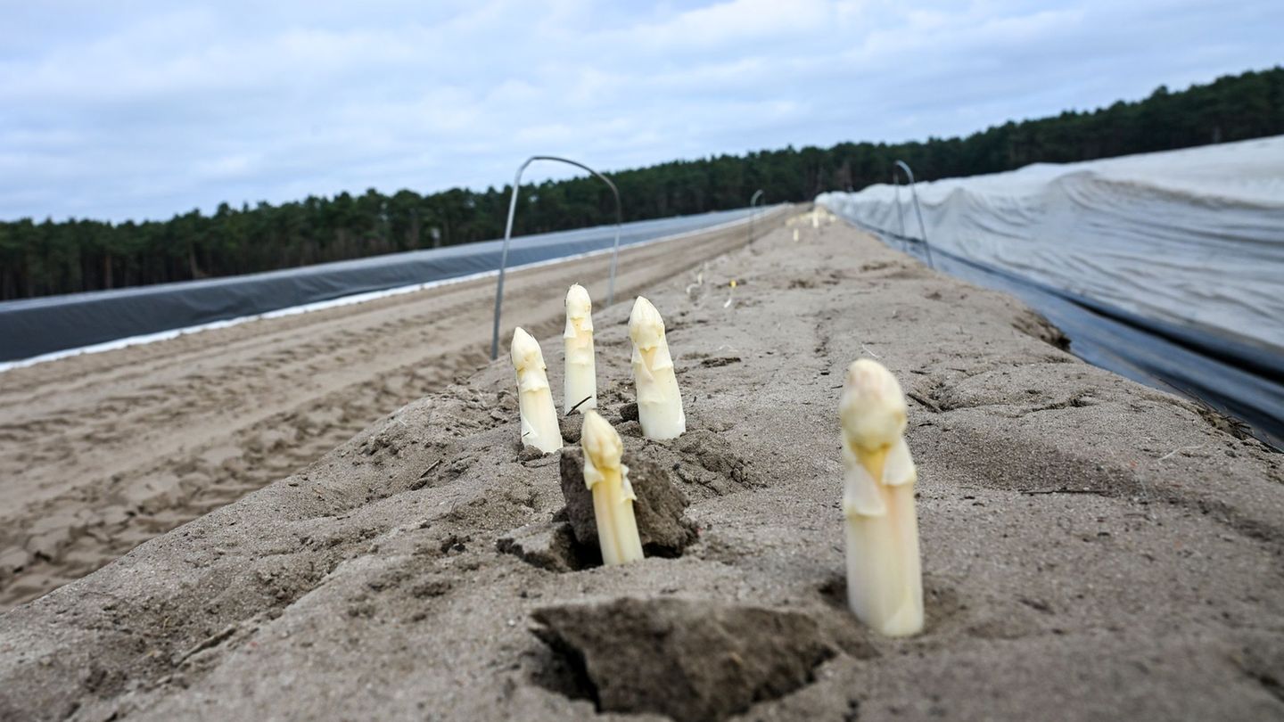 Beliebtes Saisongemüse: Spargelbauern hoffen auf gute Ernte zu Ostern