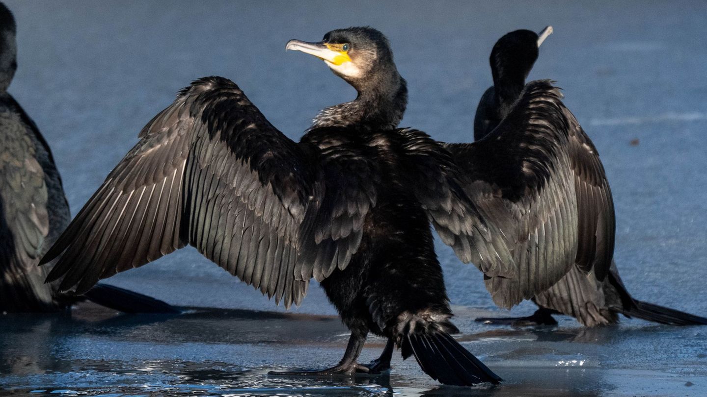 Gefiederte Fischfresser: Harter Winter senkt Kormoran-Bestand und treibt gen Süden