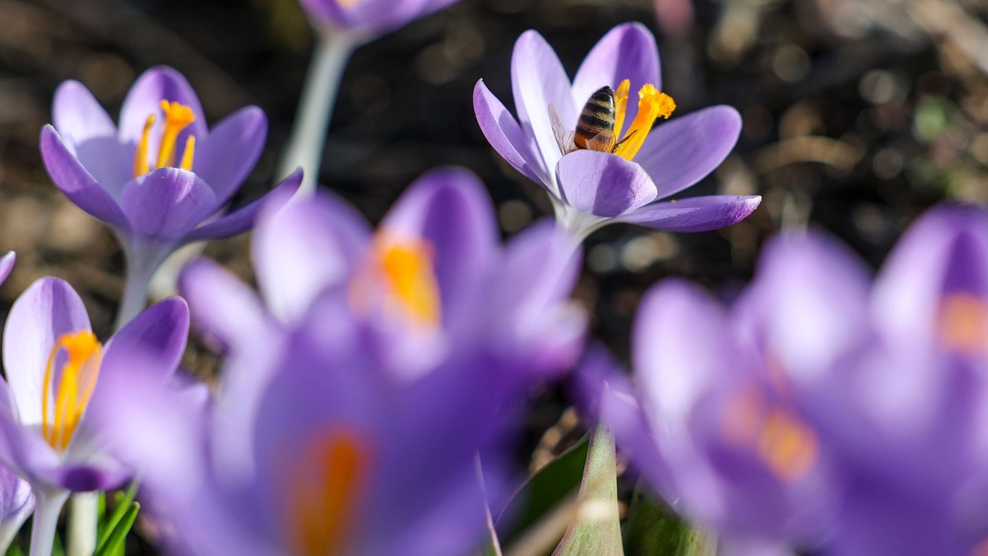 Wetter: Sonne und bis zu 19 Grad am Samstag