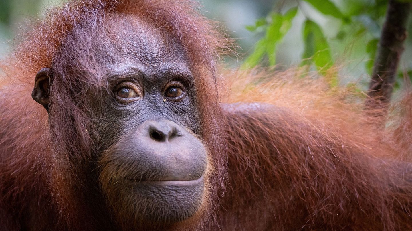 Orang-Utans leben hauptsächlich auf Borneo. Ihre Gene stimmen bis zu 98 Prozent mit denen des Menschen überein.
