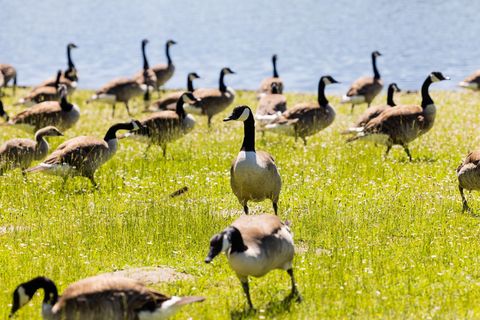 Kanadagänse haben jetzt auch das Gelände der Lanesgartenschau Neuss 2026 für sich entdeckt. (Archivbild) Foto: Rolf Vennenbernd/