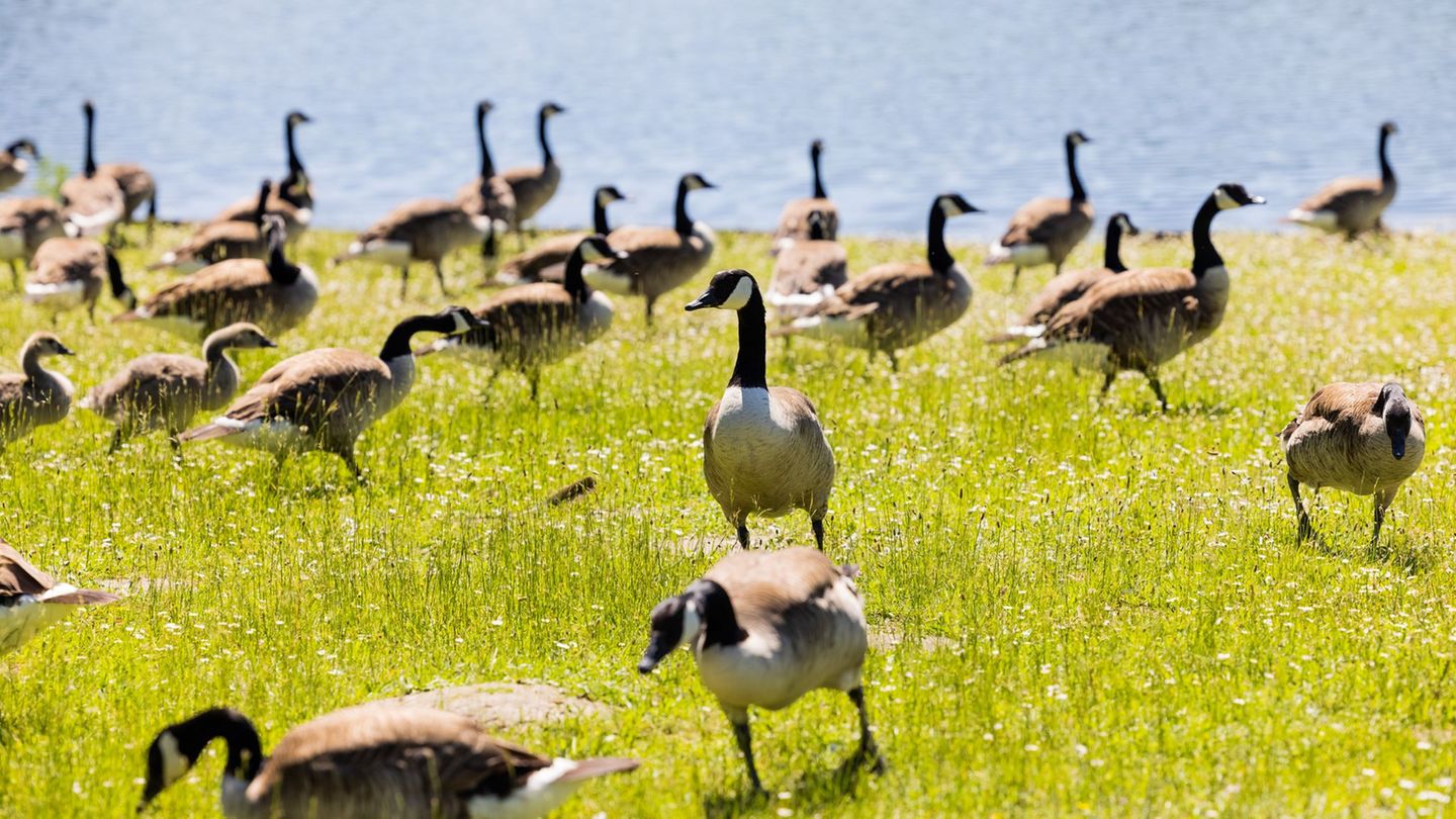 Problem mit Wildvögeln: Gänse haben Landesgartenschau zum Fressen gern