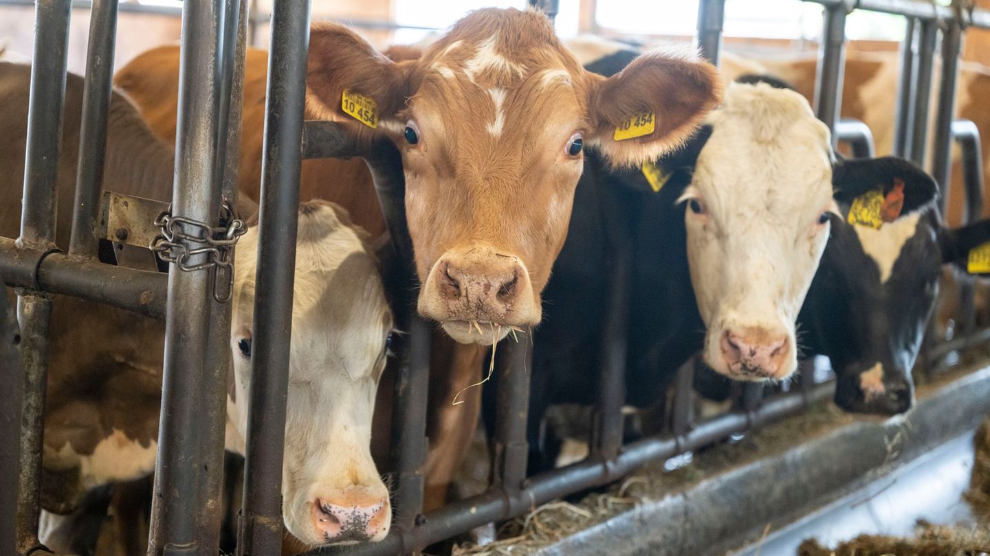 Arbeitsunfall: Bulle verletzt Landwirt schwer