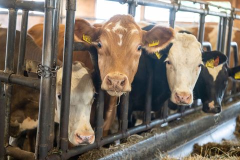 Der Bulle soll mit einem Gewicht von etwa einer Tonne gegen den Landwirt gedrückt haben. (Symbolbild) Foto: Peter Kneffel/dpa