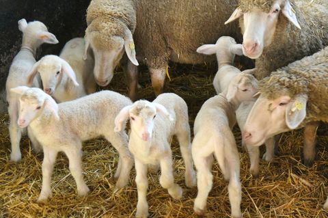 Die Zahl der Lämmer ist in Sachsen wieder gestiegen. Foto: Waltraud Grubitzsch/dpa/ZB