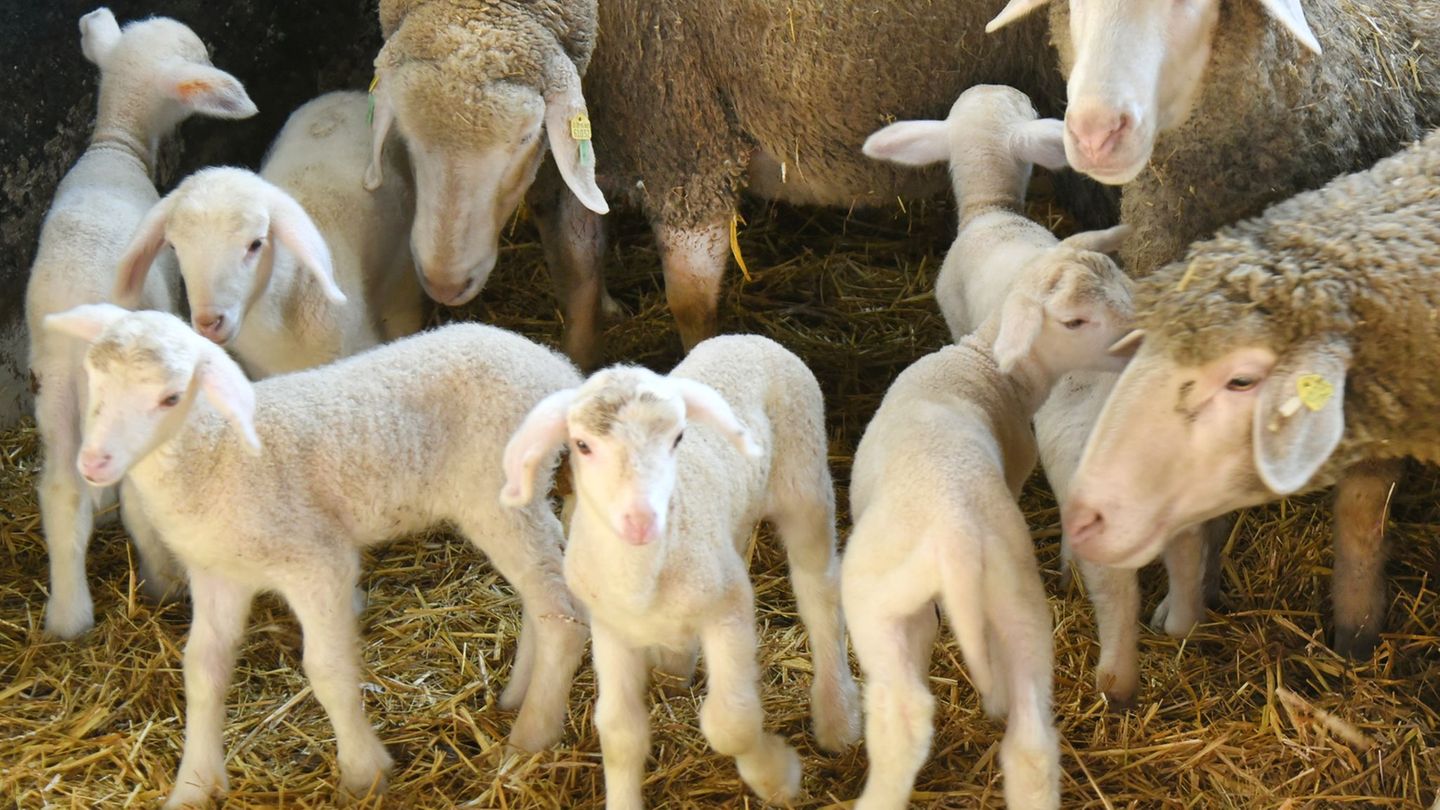 Osterlämmer: Osterlämmer in Sachsen: Sorge um Preise und Wolfsrisse