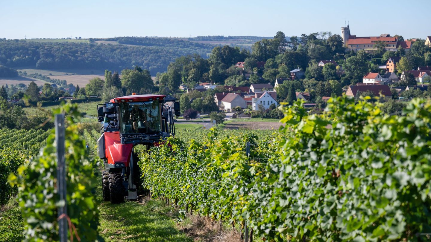 In der Winzervereinigung Freyburg-Unstrut sind rund 300 Winzerinnen und Winzer organisiert. (Archivbild) Foto: Hendrik Schmidt/d