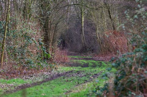 Die Leiche einer Frau war am Dienstag in diesem Waldstück gefunden worden. (Archivbild) Foto: Christoph Reichwein/dpa