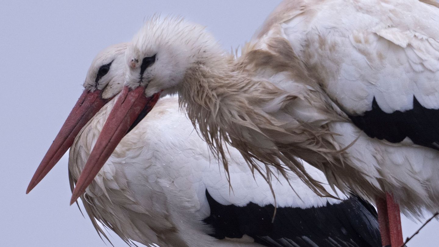 Mehr als 1.500 Storchenpaare brüten in Hessen. (Archivbild) Foto: Boris Roessler/dpa