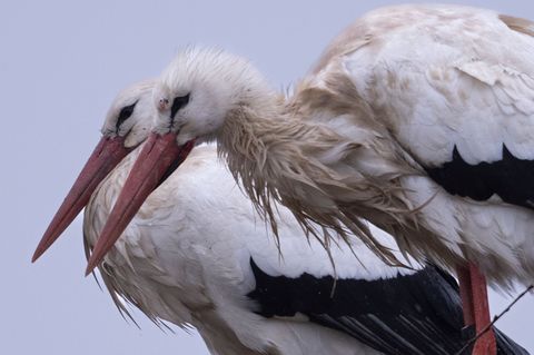 Mehr als 1.500 Storchenpaare brüten in Hessen. (Archivbild) Foto: Boris Roessler/dpa