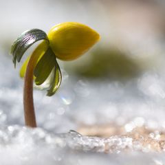 Wenn es wieder wärmer wird, erwacht die Natur. Foto: Sebastian Kahnert/dpa