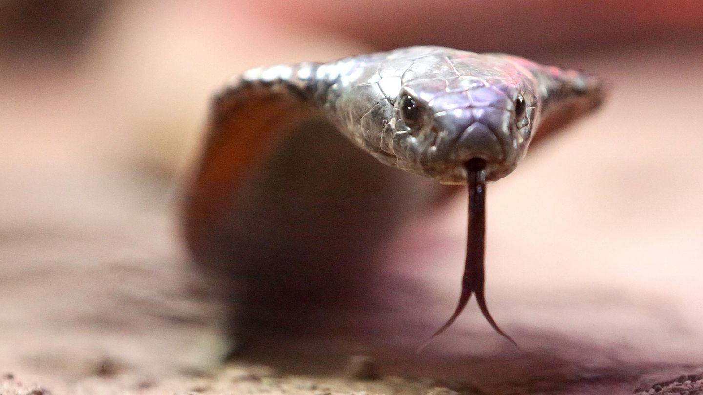 Spinnen, Schlangen, Skorpione: Mehr als 3.600 Gifttiere leben noch in NRW-Haushalten