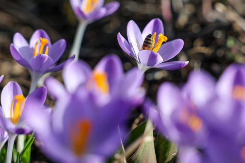Es bleibt mild in Sachsen. (Symbolbild) Foto: Jan Woitas/dpa