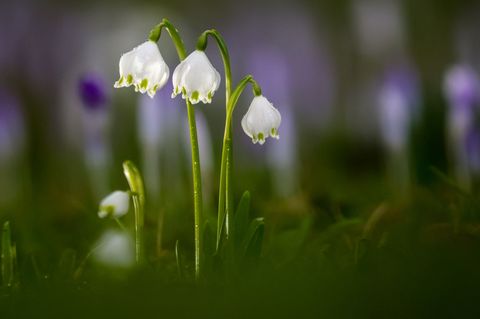 Die Temperaturen bleiben mild. Foto: Thomas Warnack/dpa