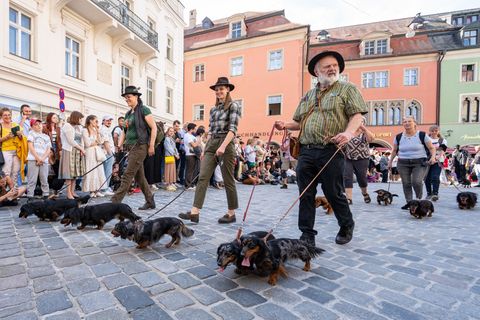 Auf der letzten Dackelparade spazierten mehr als 1.000 der kurzbeinigen Hündchen mit ihren Besitzerinnen und Besitzer durch die