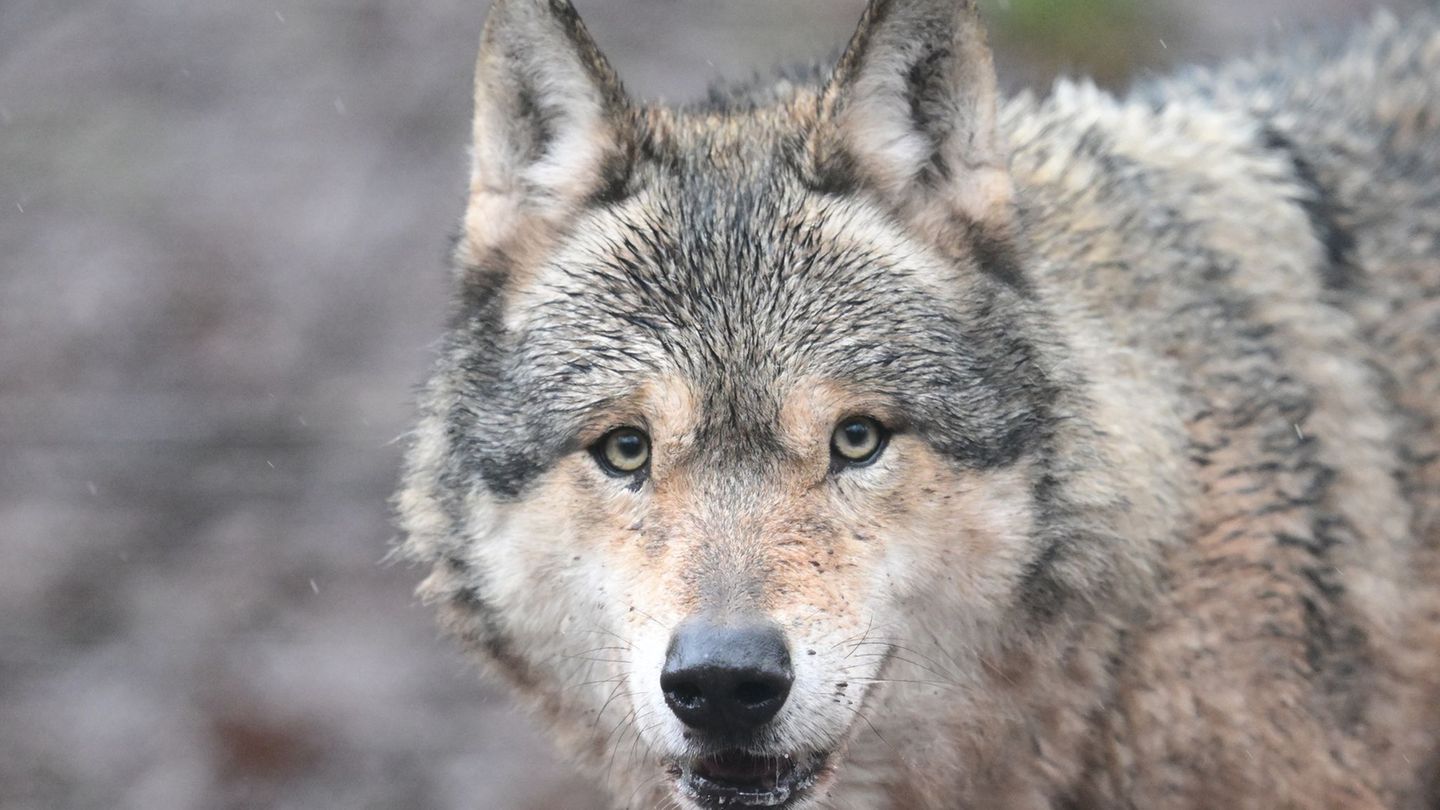 Tot und ausgestopft?: Die Zeit läuft - für den Wolf oder für das Land?