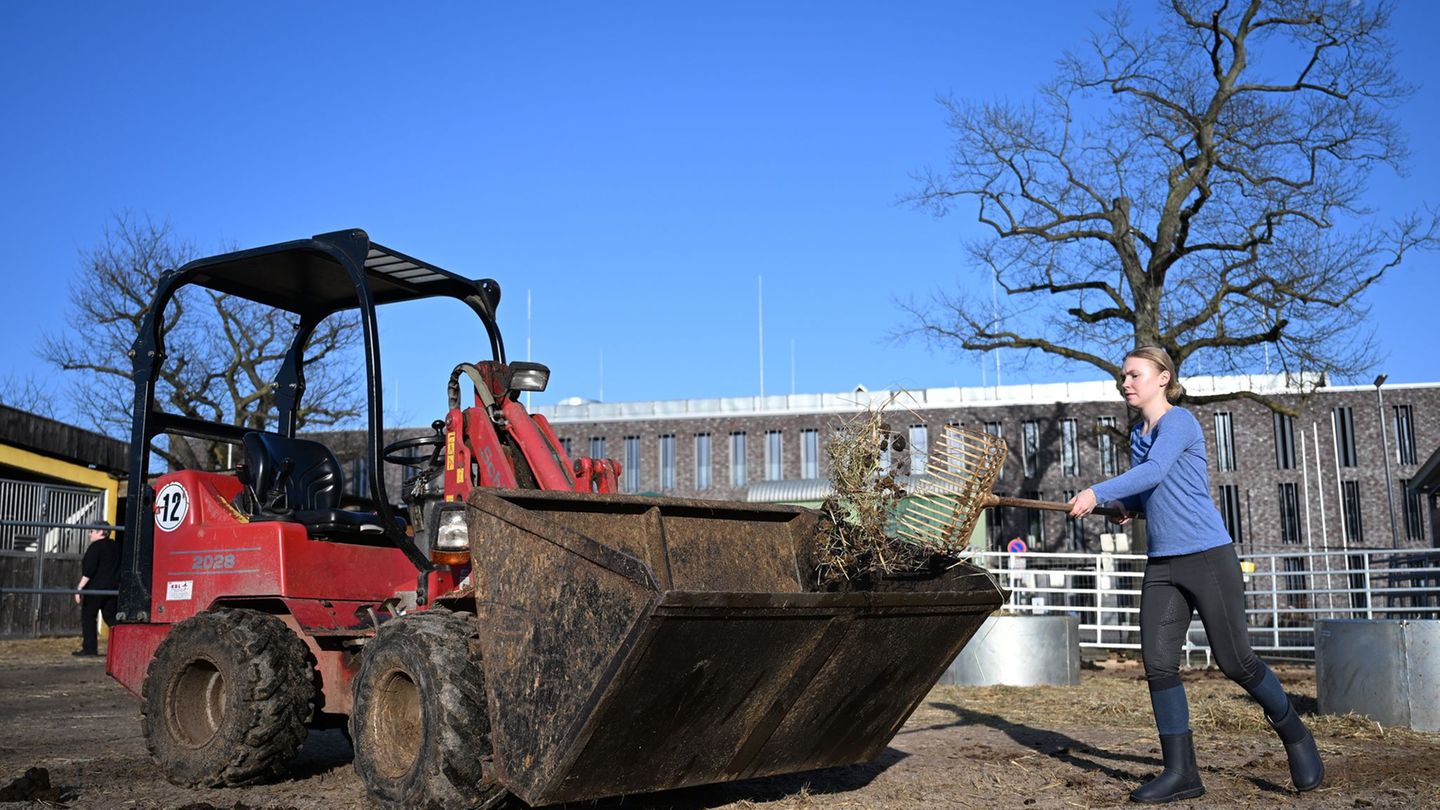 Ein Berliner Reitverein wurde durch einen Fake-Verkauf um 17.000 Euro betrogen. Foto: Markus Lenhardt/dpa