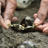 Die Welt ist schlecht, und der Mensch ist grausam. Oder etwa nicht? Der „Our World is Kind Photography Award" wirft ein Schlaglicht auf all die kleinen Akte der Liebe und Güte, die leicht zu übersehen, aber allgegenwärtig sind. Vergeben wird er von der Non-Profit-Organisation „Envision Kindness". Sie hat sich zum Ziel gesetzt, den Geist des Guten durch Bilder und Videos zu verbreiten, insbesondere in Arztpraxen und Krankenhäusern. Dort sollen sie Angst und Anspannung entgegenwirken. Die sanften Hände auf diesem Bild helfen einer jungen Meeresschildkröte am Strand nahe der philippinischen Hauptstadt Manila aus dem Ei. Ihre Geschwister sind bereits bei Nacht geschlüpft und gemeinsam zum rettenden Meer gewandert. Die kleine Nachzüglerin wird nun von einer örtlichen Hilfsorganisation aufgepäppelt, bis sie in Freiheit bestehen kann.