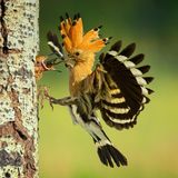 In einem Punkt unterscheiden sich Wiedehopfjunge von Menschenkindern: Sie sperren einfach den Schnabel auf, statt an der Essensauswahl herumzumäkeln oder Leckerbissen zu verweigern, weil sie falsch serviert wurden. Doch genau wie Babys sind die flugunfähigen Küken vollends auf ihre Eltern angewiesen. Sie bleiben in der sicheren Baumhöhle, während Mutter und Vater sie aufopferungsvoll versorgen. Timea Ambrus fing diesen Moment der Nähe in Ungarn ein: Die Mutter stopft das hungrige Maul, noch bevor sie gelandet ist. Fürsorge sei eine Naturgewalt, schreibt die Jury: „Sie erhält am Leben, lässt gedeihen und stärkt die Bindung zwischen Eltern und Kindern." 