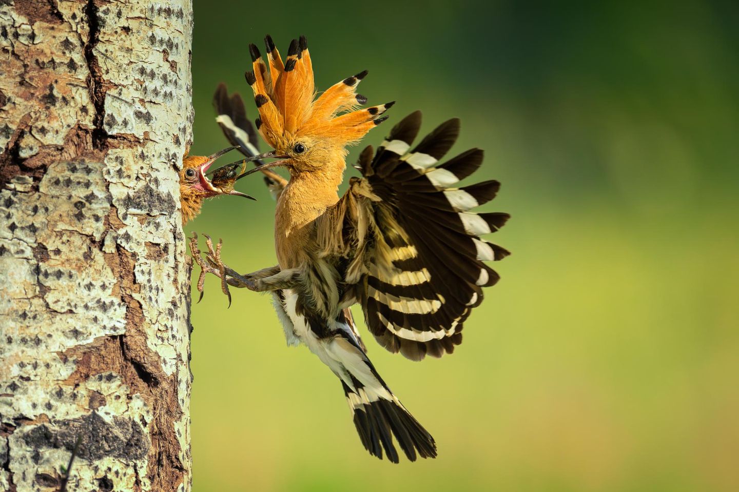 In einem Punkt unterscheiden sich Wiedehopfjunge von Menschenkindern: Sie sperren einfach den Schnabel auf, statt an der Essensauswahl herumzumäkeln oder Leckerbissen zu verweigern, weil sie falsch serviert wurden. Doch genau wie Babys sind die flugunfähigen Küken vollends auf ihre Eltern angewiesen. Sie bleiben in der sicheren Baumhöhle, während Mutter und Vater sie aufopferungsvoll versorgen. Timea Ambrus fing diesen Moment der Nähe in Ungarn ein: Die Mutter stopft das hungrige Maul, noch bevor sie gelandet ist. Fürsorge sei eine Naturgewalt, schreibt die Jury: „Sie erhält am Leben, lässt gedeihen und stärkt die Bindung zwischen Eltern und Kindern." 