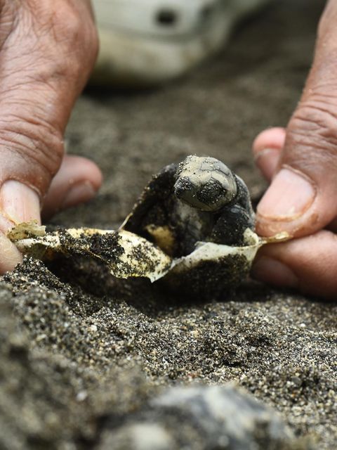 Die Welt ist schlecht, und der Mensch ist grausam. Oder etwa nicht? Der "Our World is Kind Photography Award" wirft ein Schlaglicht auf all die kleinen Akte der Liebe und Güte, die leicht zu übersehen, aber allgegenwärtig sind. Diese sanften Hände helfen einer jungen Meeresschildkröte am Strand nahe der philippinischen Hauptstadt Manila aus dem Ei. Ihre Geschwister sind bereits bei Nacht geschlüpft und gemeinsam zum rettenden Meer gewandert. Die kleine Nachzüglerin wird nun von einer örtlichen Hilfsorganisation aufgepäppelt, bis sie in Freiheit bestehen kann