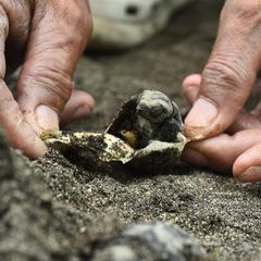 Die Welt ist schlecht, und der Mensch ist grausam. Oder etwa nicht? Der "Our World is Kind Photography Award" wirft ein Schlaglicht auf all die kleinen Akte der Liebe und Güte, die leicht zu übersehen, aber allgegenwärtig sind. Diese sanften Hände helfen einer jungen Meeresschildkröte am Strand nahe der philippinischen Hauptstadt Manila aus dem Ei. Ihre Geschwister sind bereits bei Nacht geschlüpft und gemeinsam zum rettenden Meer gewandert. Die kleine Nachzüglerin wird nun von einer örtlichen Hilfsorganisation aufgepäppelt, bis sie in Freiheit bestehen kann