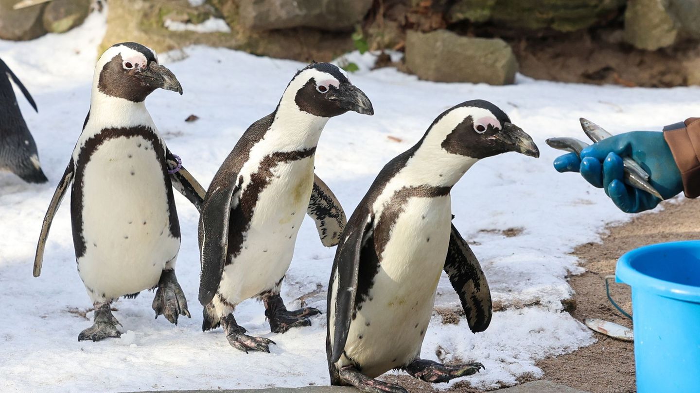 Die Ausgaben der Kommunen für Zoos und botanische Gärten sind zuletzt deutlich gestiegen. (Symbolbild) Foto: Peter Gercke/dpa