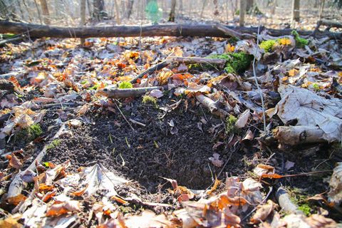 Erneut Bärlauch-Diebe in der Leipziger Region gefasst. (Symbolbild) Foto: Tobias Junghannß/dpa